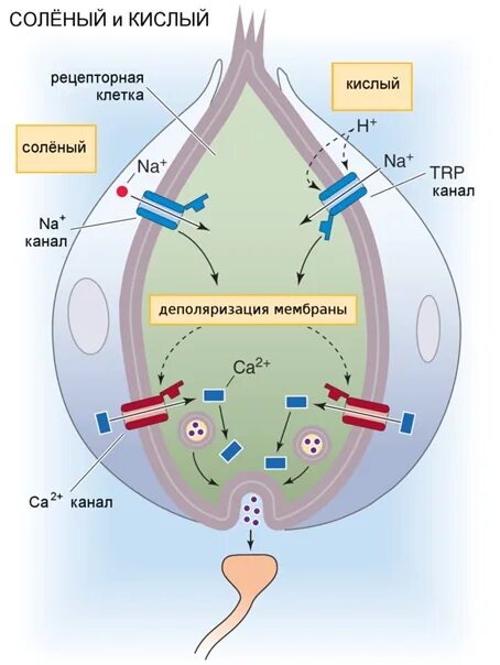 Рецепторы вкуса схема. Механизм вкусовой рецепции. Механизм возбуждения вкусовых рецепторов. Рецепторные клетки и механизмы рецепции.