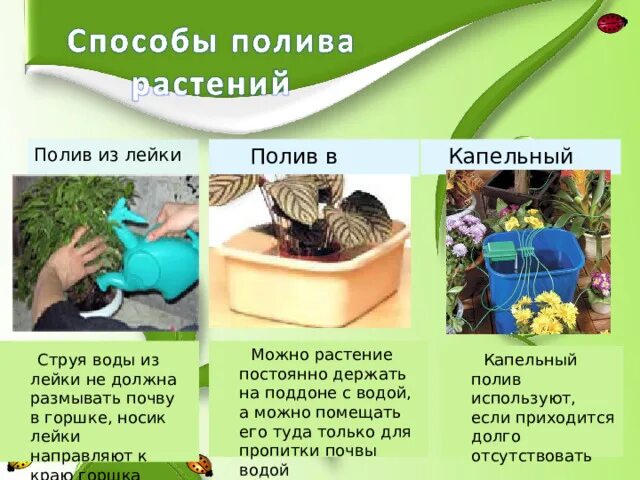 Презентация декоративное цветоводство 7 класс. Растения города декоративное цветоводство. комнатное цветоводство презентация. биология декоративное цветоводство. декоративное цветоводство проект по биологии.
