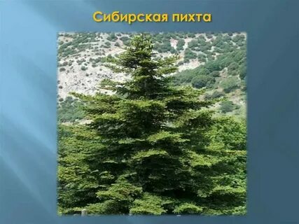 Хвойные леса северной америки и евразии