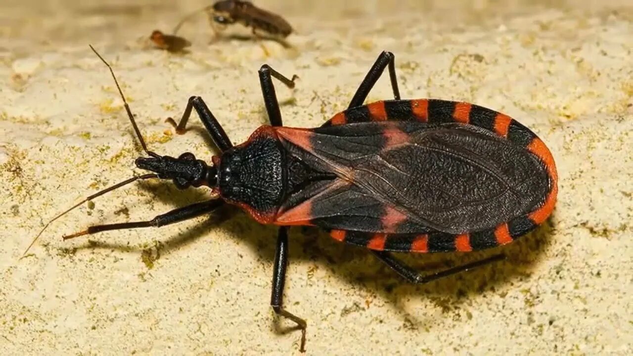 Триатомовый (поцелуйный) клоп. Триатомовый (поцелуйный) клоп. Жуком поцелуем. Триатомовый клоп. Жук шагаса.