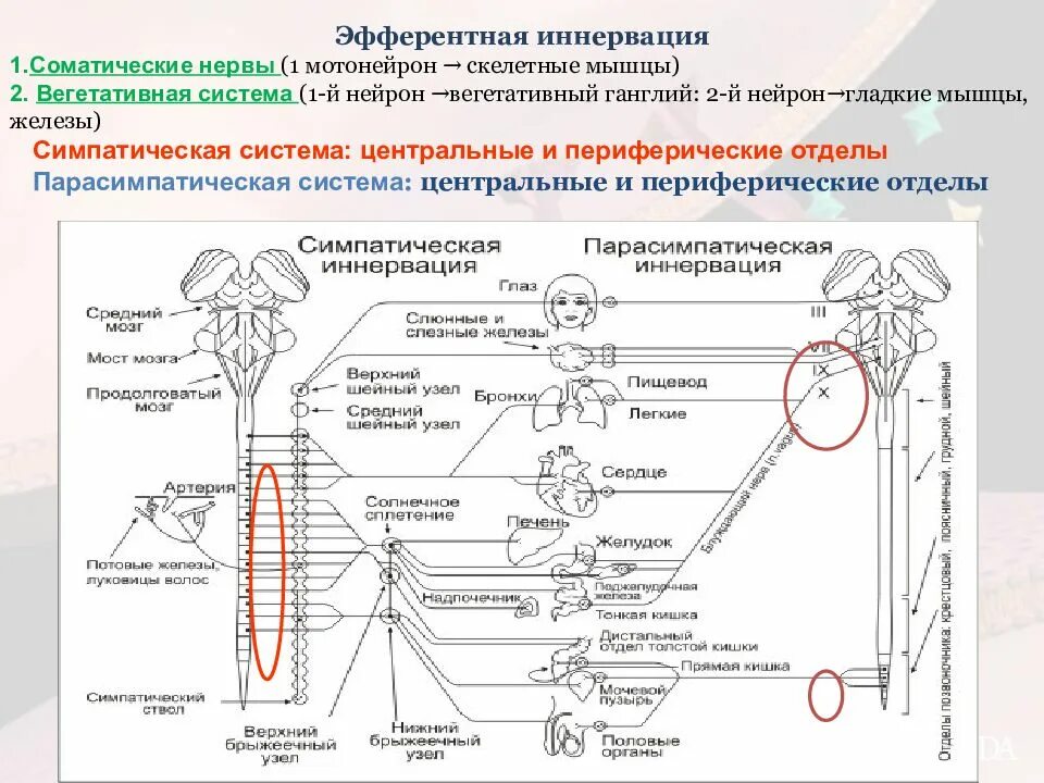 Симпатическая нервная система регулирует работу скелетных мышц