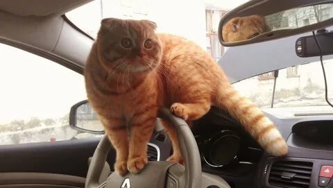 Кот про машины