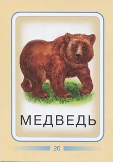Слово медведь рисунок