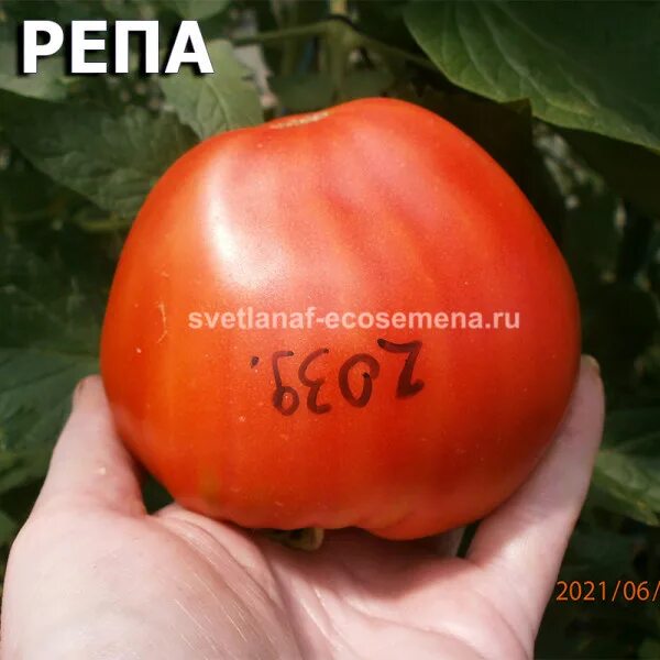 Почему нужно есть много овощей и фруктов. Помидор репа. Помидоры репа фото. Томат репа фото. Томат репа.