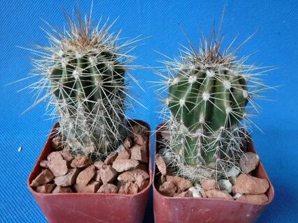 Cactus pro