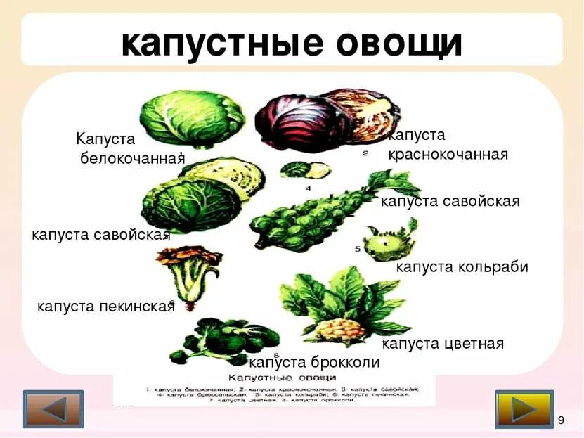 Капустные овощи таблица. Классификация капустных овощей. Перечислите виды капустных овощей. Определите вид капустных овощей. Перечислите овощи входящие в группу капустных овощей.