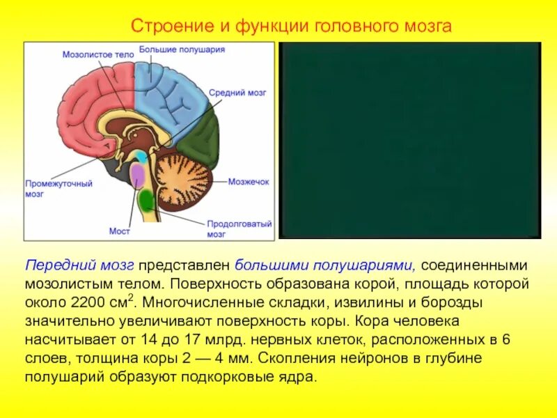 Голова строение и функции. Строение спинного и головного мозга. спинной и головной мозг строение и функции. спинной мозг и головной мозг строение. строение спинногujkjdyjuj мозга.