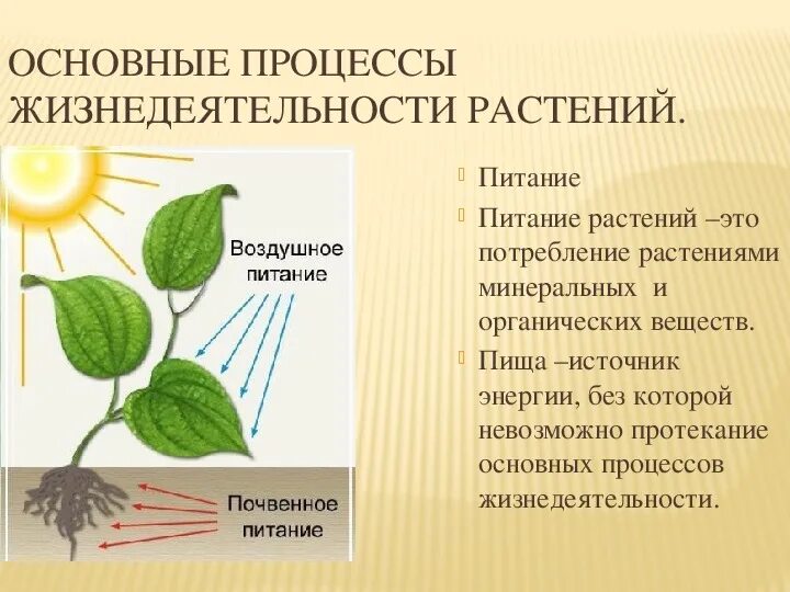 Хранение продуктов жизнедеятельности растительной. Процессы жизнедеятельности растений 6 класс. Процессы жизнедеятельности растений 6 класс биология. "Процессы жизнедеятельности растени. Процессыжинидеятельностирамтений.