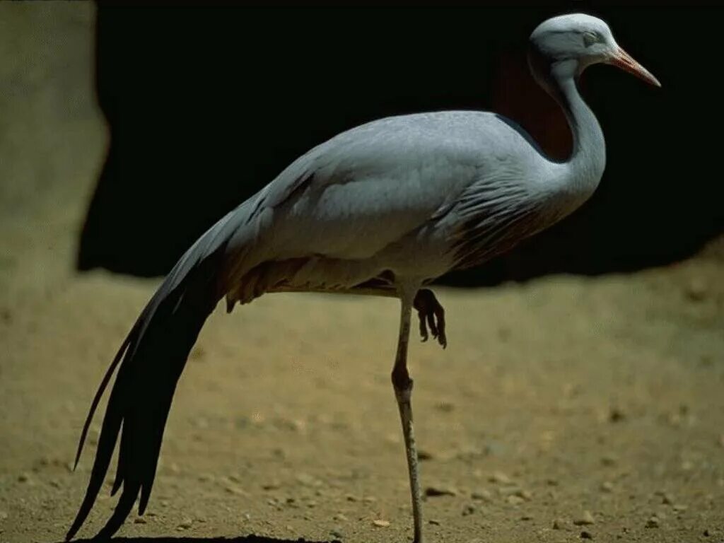 Птица с длинными лапами. Лапы цапли. Цапля геншин. Птица на одной ноге. Птица на одной ноге.