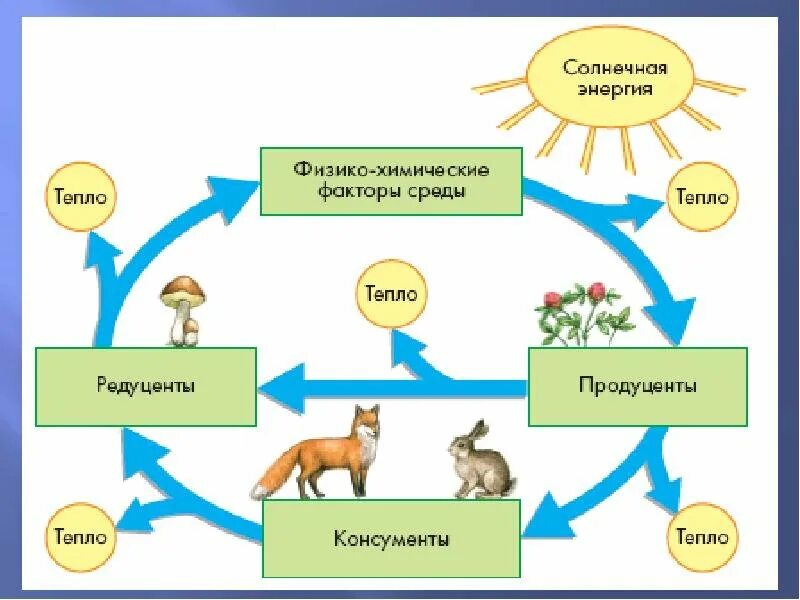 Связь между экосистемами. Круговорот веществ в природе. Биологический круговорот.. Схема круговорота энергии и вещества в экосистеме. Круговорот веществ и поток энергии в экосистеме 9 класс. Схема кругоаорота вещества в экостстемах.