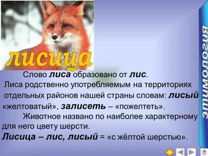 Дать имя лисе