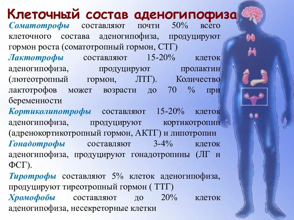 Клеточный состав аденогипофиза. ТТГ гормон гипофиза. Тиреотропный гормон гипофиза. Влияние тиреотропного гормона.