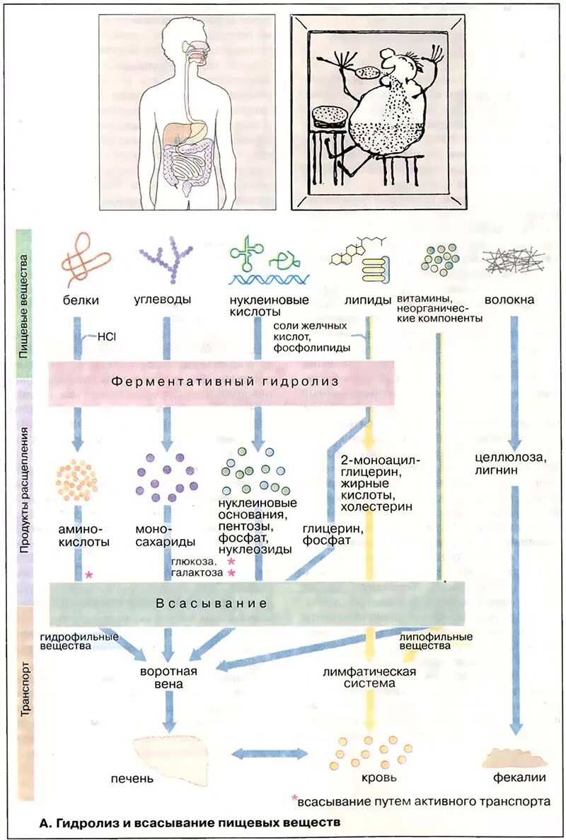 Переваривание белков биохимия схема. Переваривание и всасывание белков. Переваривание и всасывание белков таблица. Переваривание и всасывание белков таблица. Схема переваривания белков в жкт.