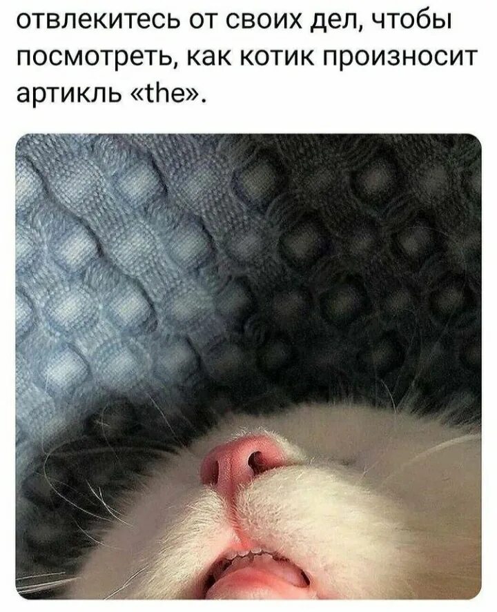 Кот произносим. Кот произносит the. кот который пытается выговорить. кот выговаривает мем.