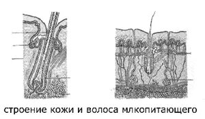 Лабораторная работа строение млекопитающих 8 класс. Лабораторная работа строение млекопитающих 8 класс
