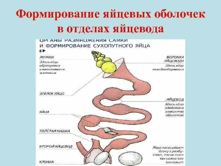 Отделы яйцевода. Формирование яйцевых оболочек. Строение и функции яйцеводов. Формирование яйцевых оболочек у птицы.