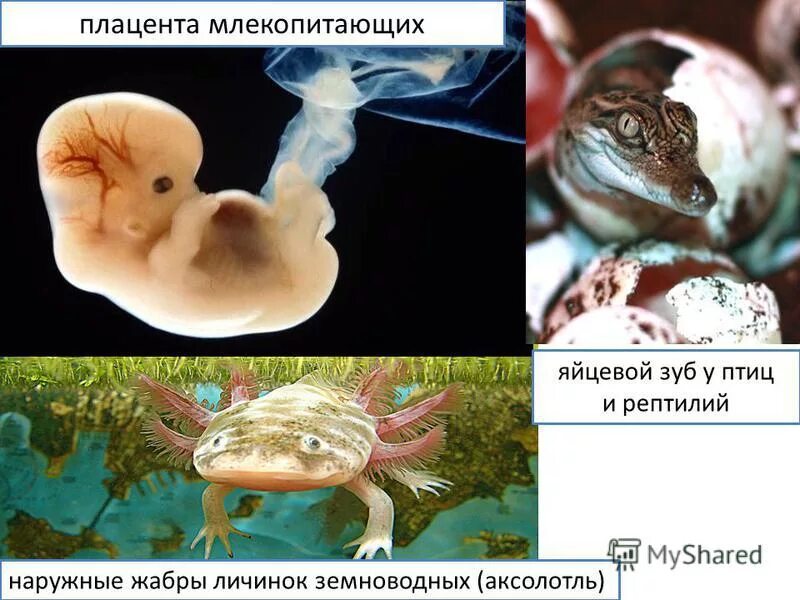 Наружные жабры у земноводных. Плацента млекопитающих. Плацента у млекопитающих и птиц. Плацентарные млекопитающие зубы.