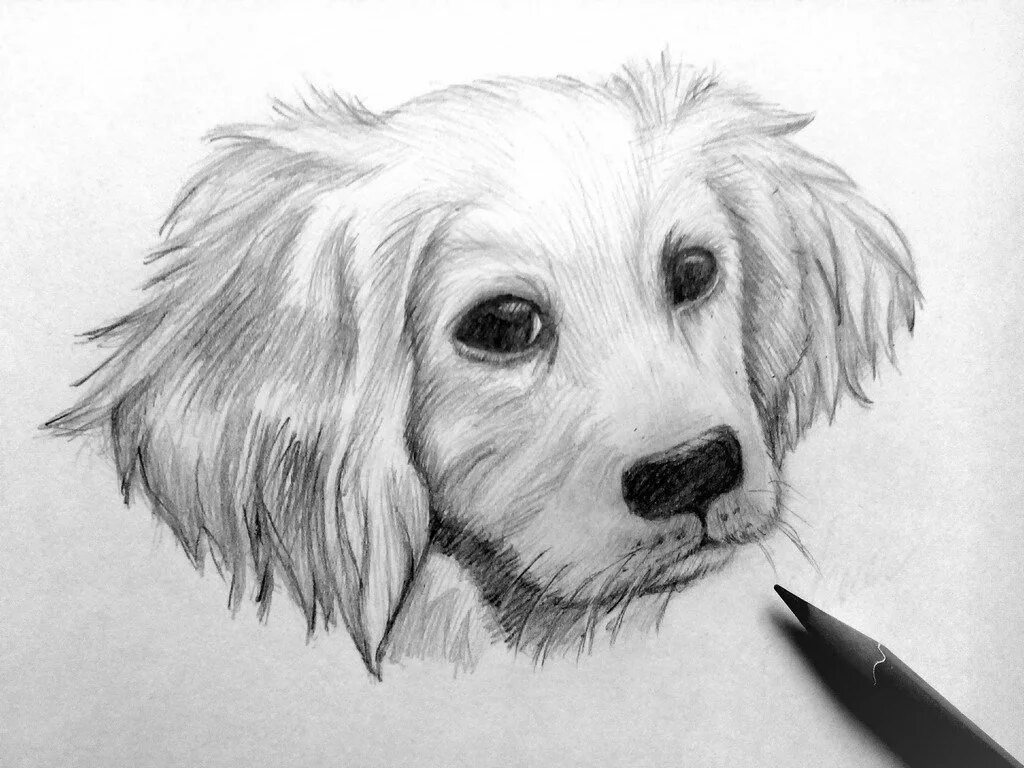 Собака рисунок. Рисунки карандашом.