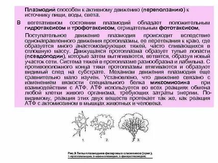 Способен к фототаксису