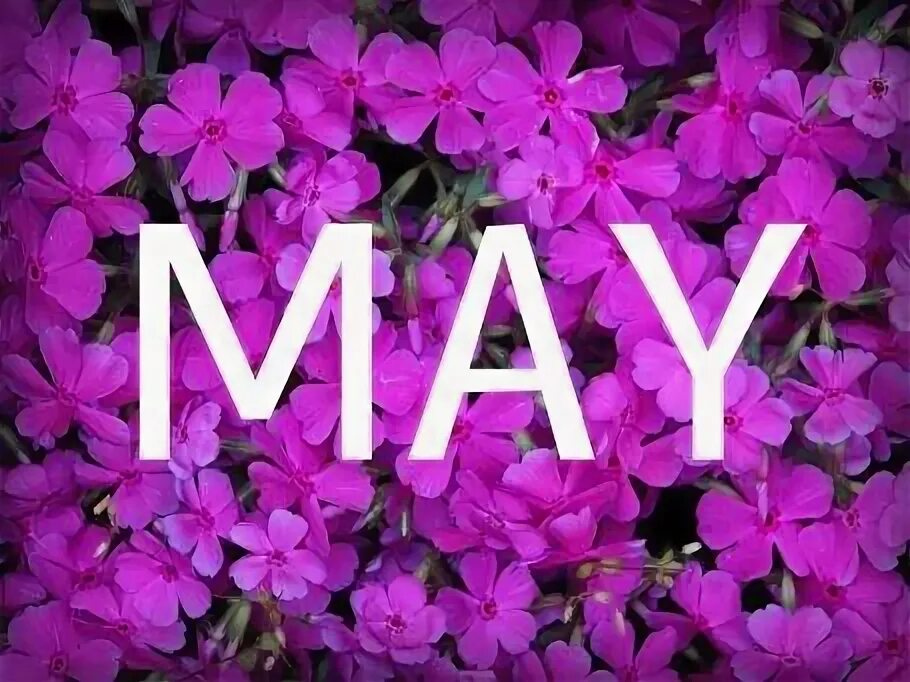 May this month. May. Hello цветы. May month. Цветы May 1.