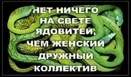 Змеиное логово часть 5 живу люблю. Женский коллектив змеи. Змея в коллективе. Дружный коллектив змей. Женский коллектив на работе змеи.