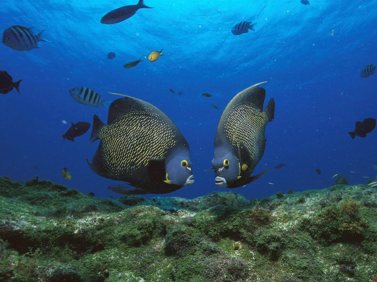 Pomacanthus xanthometopon. Морские рыбки. Рыбы в океане. Подводный мир океана.