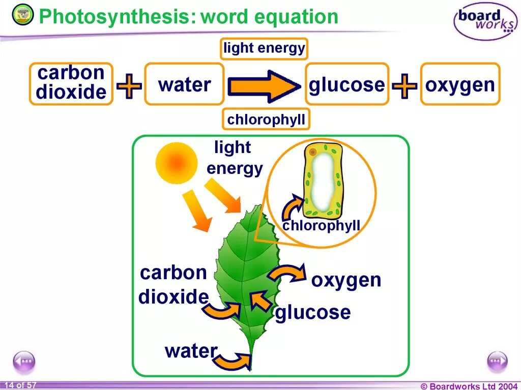 Алоэ фотосинтез. Photosynthesis equation. Photosynthesis in Plant. Photosynthesis Word equation. Фотосинтез на английском.