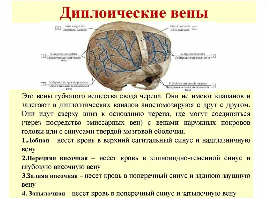 Венозная сеть головы диплоические и эмиссарные вены. Венозная сеть свода черепа. Передняя височная диплоическая Вена черепа. Эмиссарные вены головы анатомия. Свод головного мозга