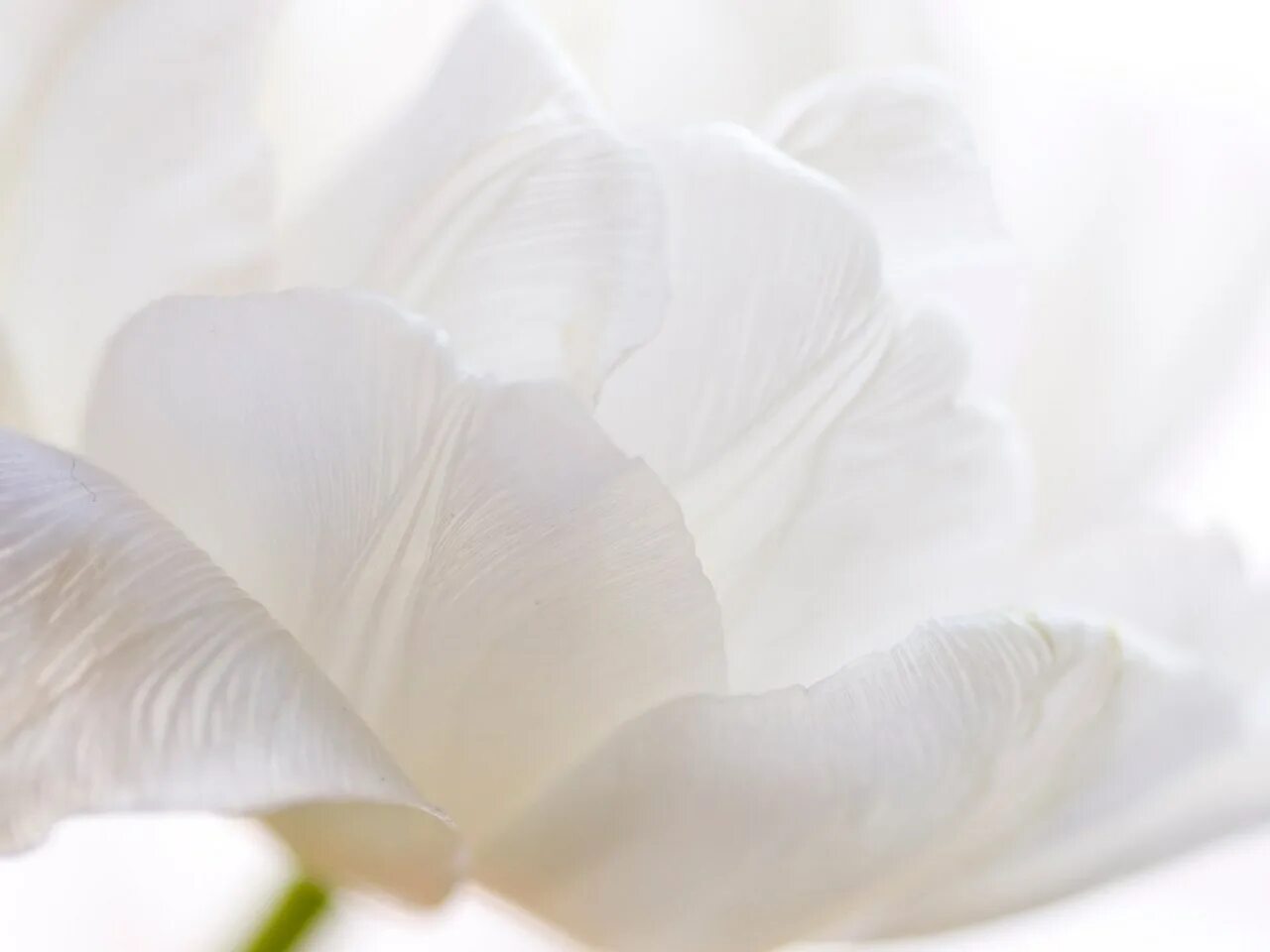 Белые цветы. Белые тюльпаны. Красивый белый цвет. Цветы с белыми лепестками.