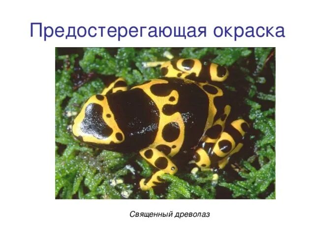 Предупреждающие окраски животных. Предостерегающая окраска. адаптация предостерегающая окраска. примеры предостерегающей окраски у животных. предостерегающая окраска примеры адаптации.