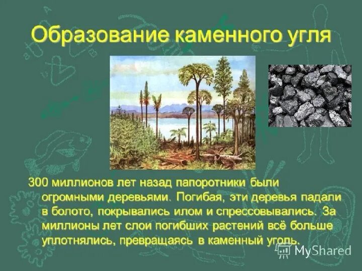 Образование каменного угля. Сообщение образование каменного угля. Как появился каменный уголь. Как образовался каменный уголь. Образование залежей каменного угля