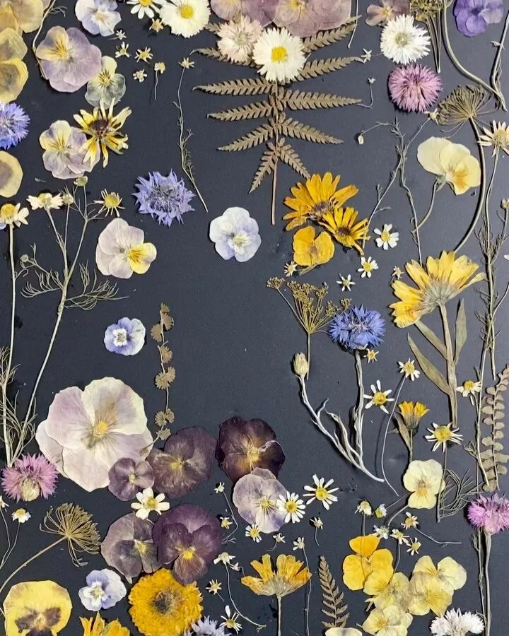 Starwest botanicals organic essiac. Extra flowers. Extra flowers. 51 тюльпан. Elven bride аниме.