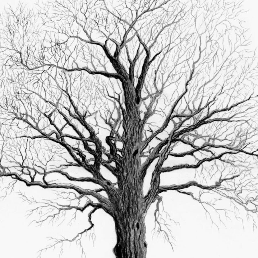 Дерево трафарет для рисования. Дерево трафарет для рисования. Дерево для рисования. Нарисовать дерево. Эскиз дерева без листьев.