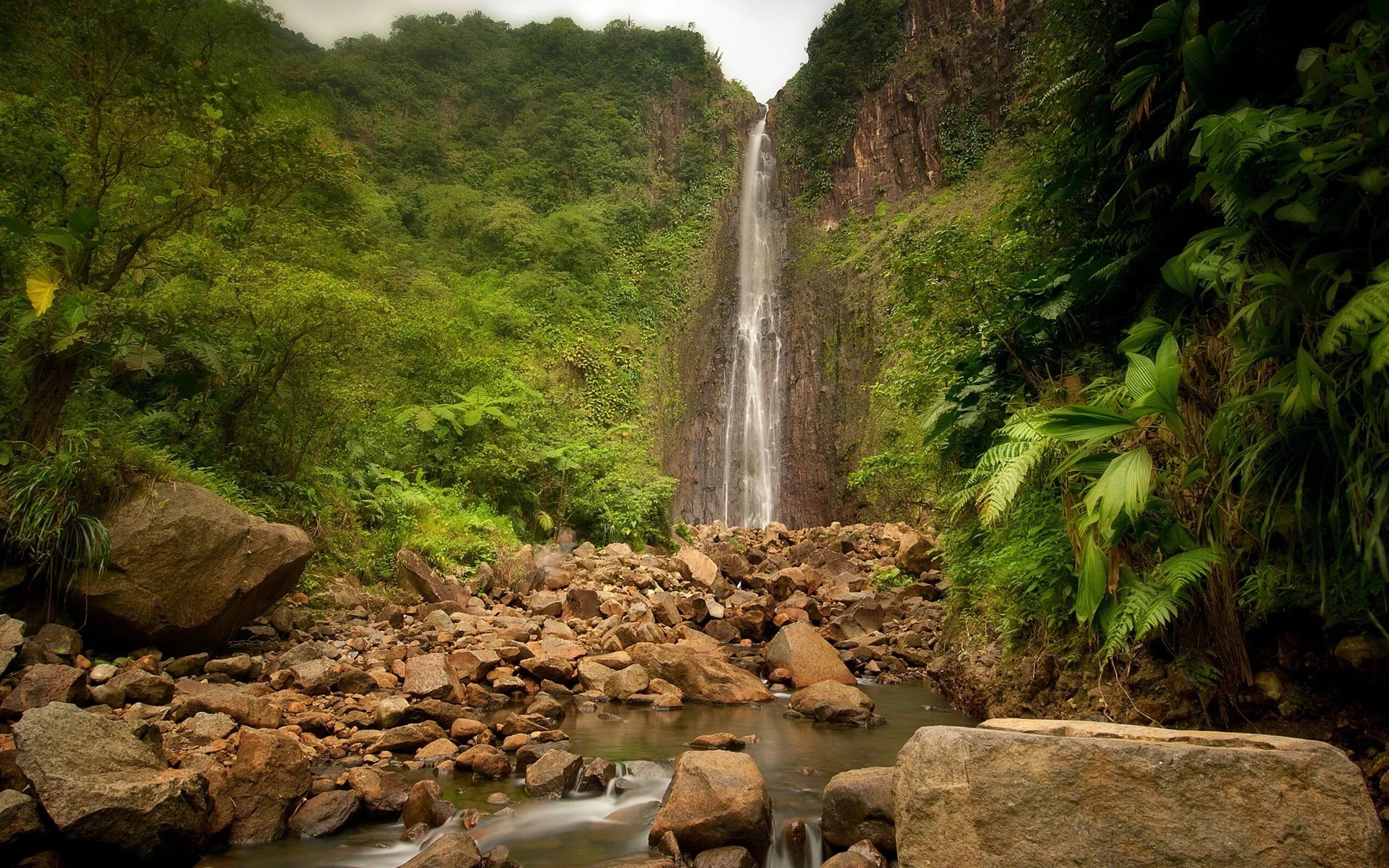 Jungle river