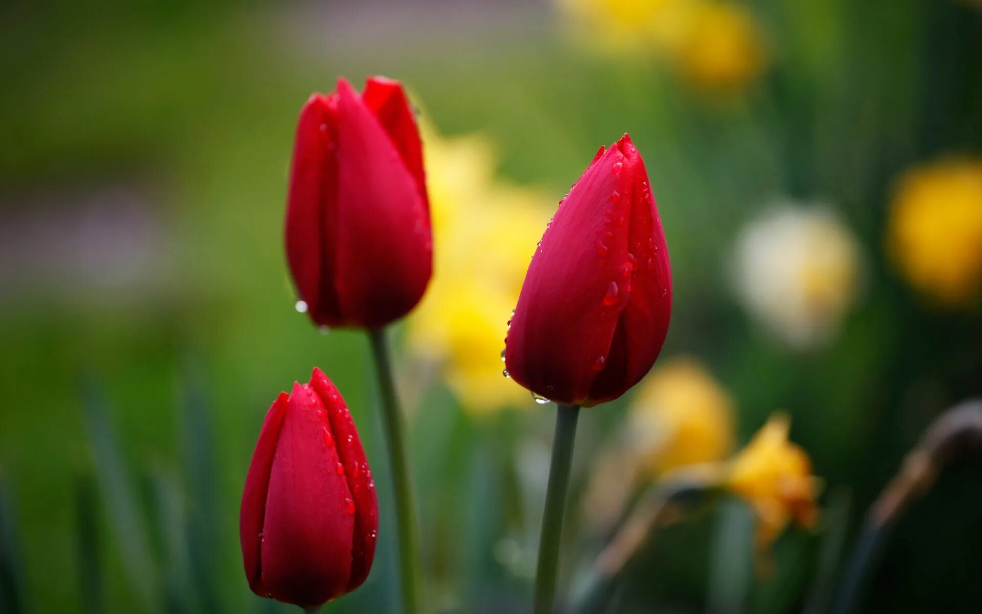 Тюльпан drooping. Красные тюльпаны бутоны. Lola Tulipa. Красные весенние цветы.