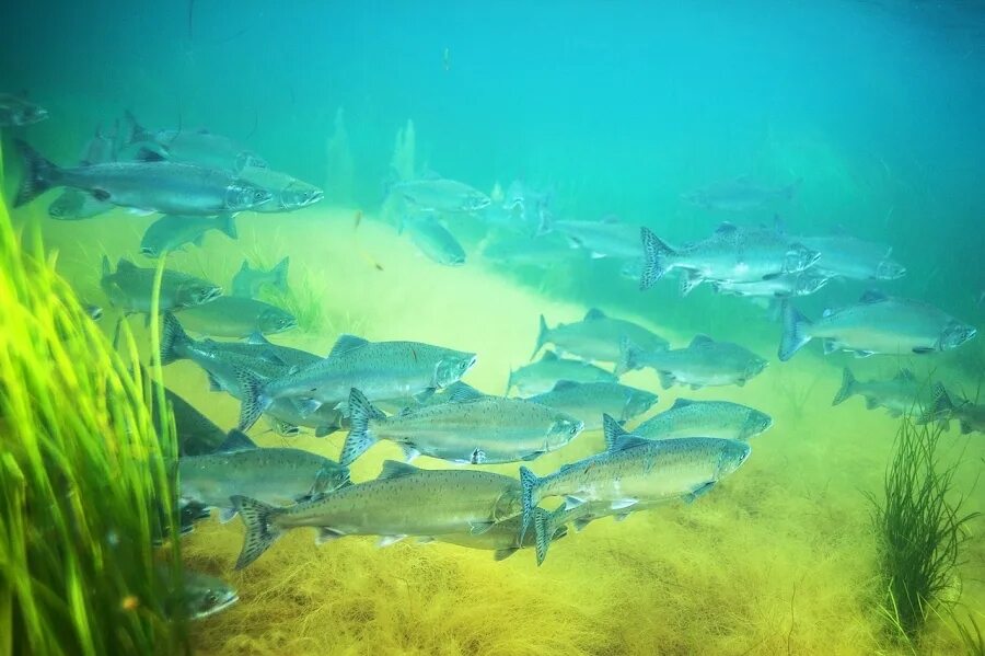 Животные и рыбы охотского моря. Морские обитатели Охотского моря. Фауна Охотского моря. Флора Охотского моря. Подводный мир Охотского моря