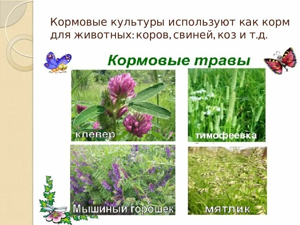 Кормовые культуры. Кормовые культуры растений. Культурные растения кормовые культуры. Кормовые культуры кормовые растения.