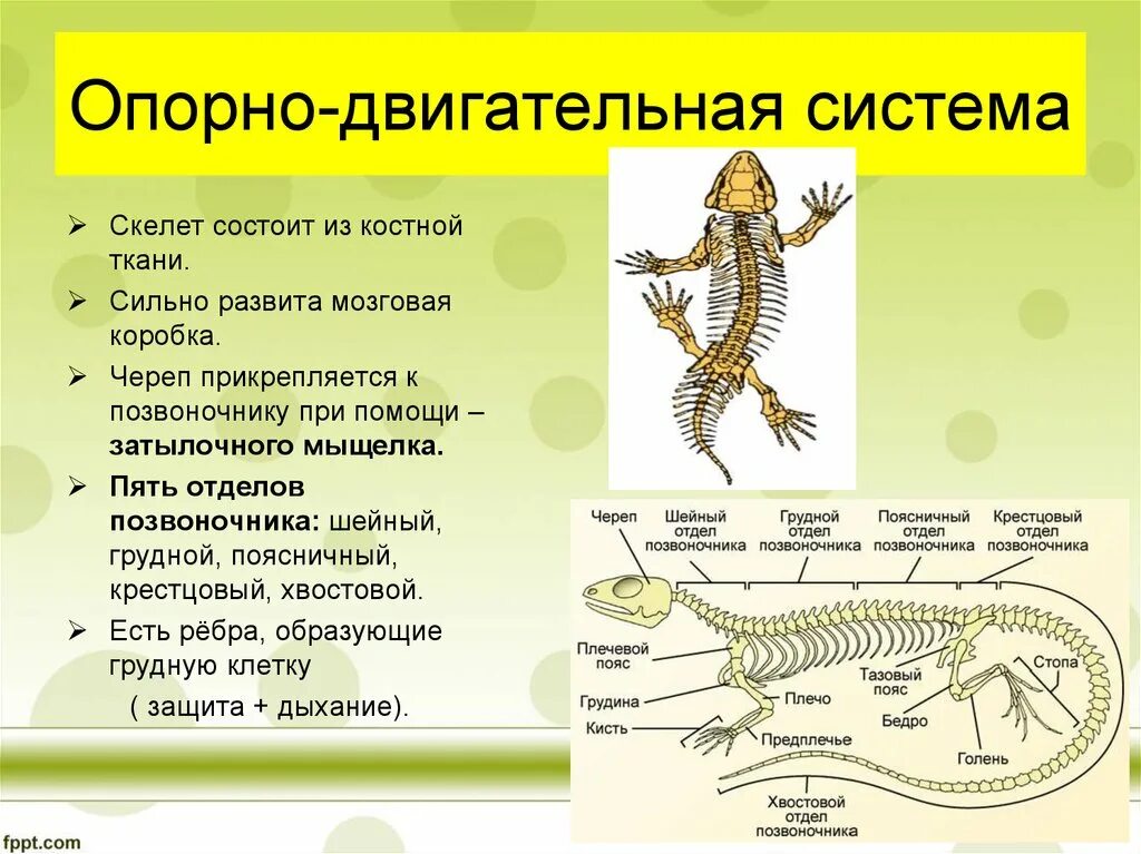 Особенности внешнего и внутреннего строения. Опорно двигательная система рептилий. пресмыкающиеся особенности строения скелета. структура скелета рептилий. внутренний скелет позвоночных. пресмыкающиеся кратко.
