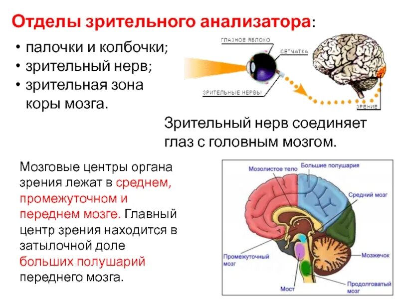 Какой мозг воспринимает информацию от органов зрения