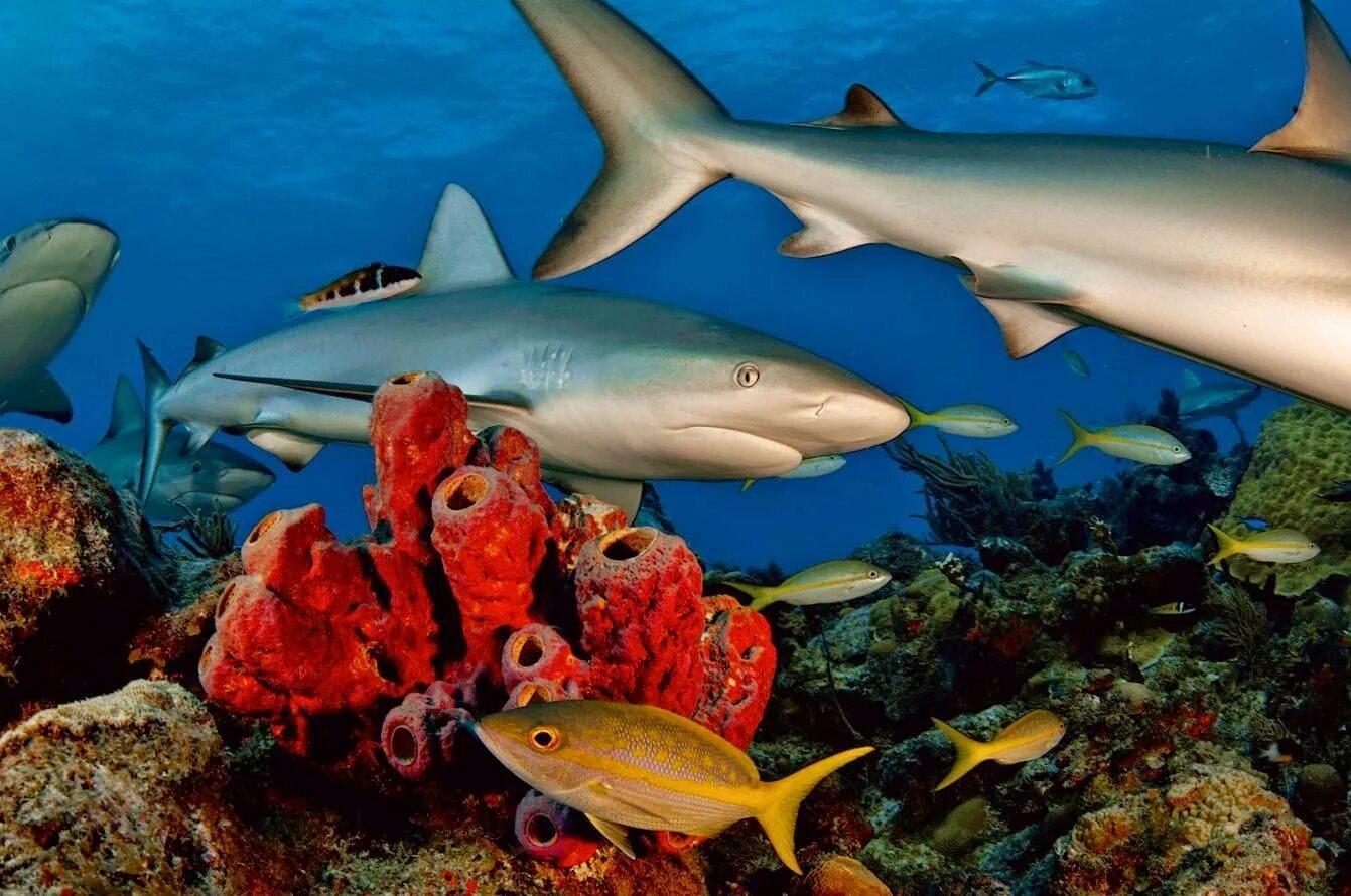Карибская рифовая акула. Акулы Средиземного моря. Акулы Атлантического океана. Жители океана.