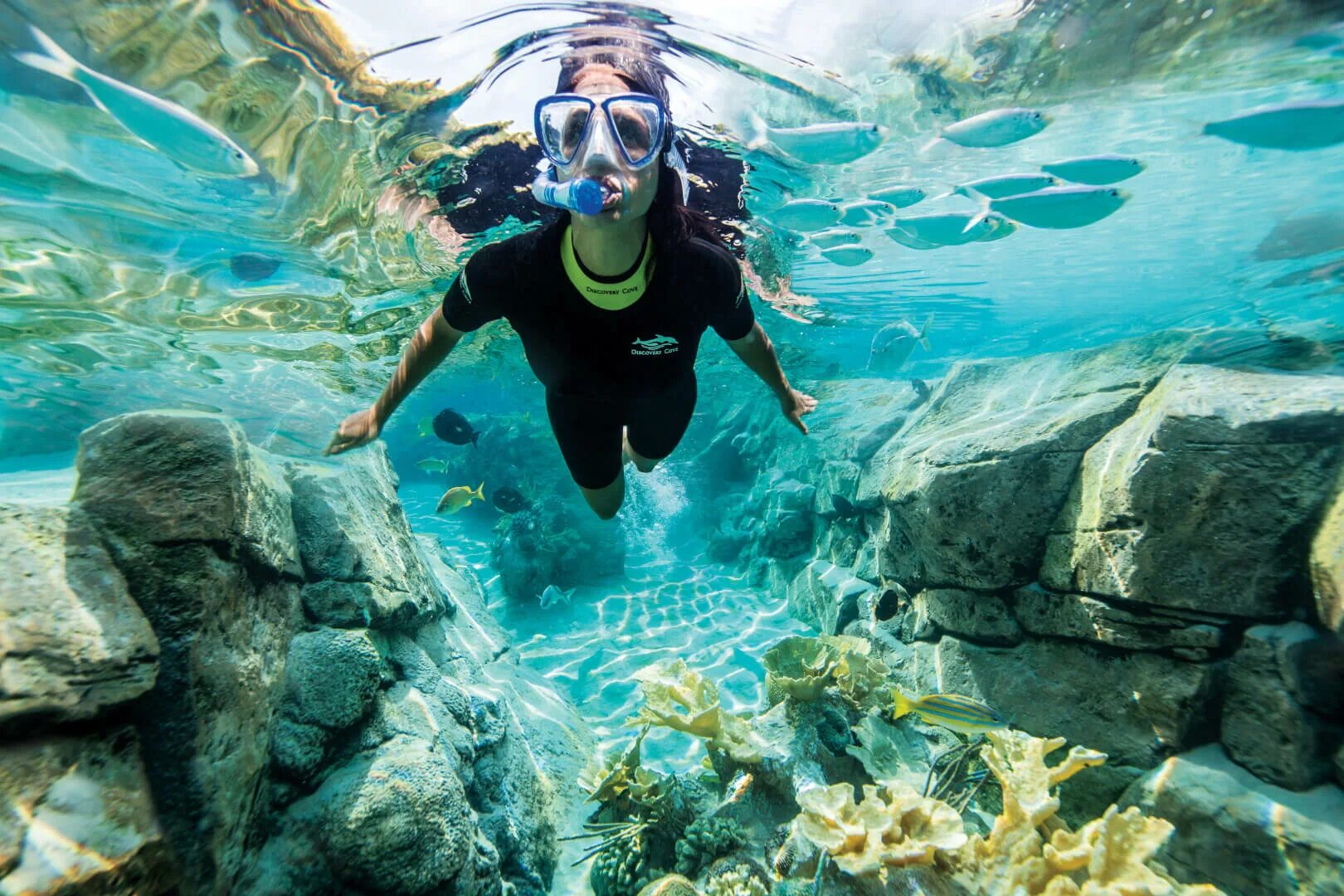 Дискавери Ков - США. Discovery Cove парк. Discovery Cove Orlando.