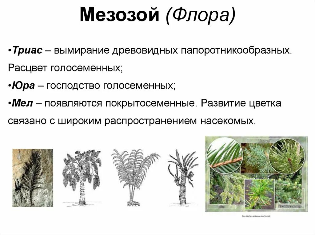 Мезозойская Эра растения. Голосеменные растения мезозойской эры. Важнейшие ароморфозы мезозойской эры. Эволюция растений в мезозойскую эру.