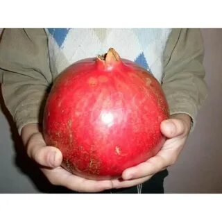 Самые сладкие сорта граната
