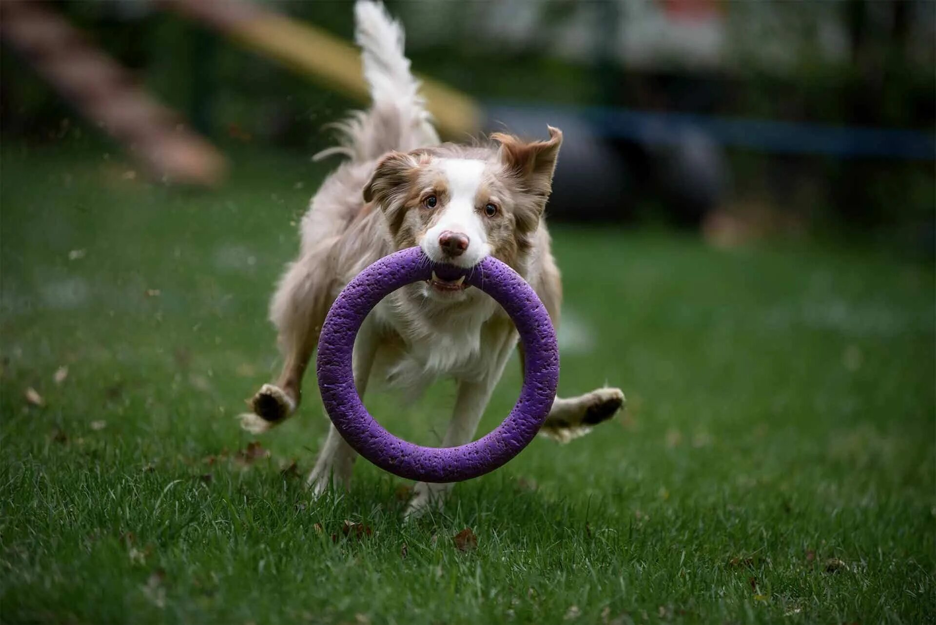 Бордер колли и пуллер. Пуллер 6490 standart тренировочный снаряд д/собак 28см*2шт. Пуллер тренировочный снаряд пуллер micro d 13см. Puller тренировочный снаряд мини 2 шт (6491). Кольцо для собак puller тренировочный снаряд макси.