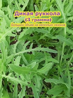 Руккола многолетняя