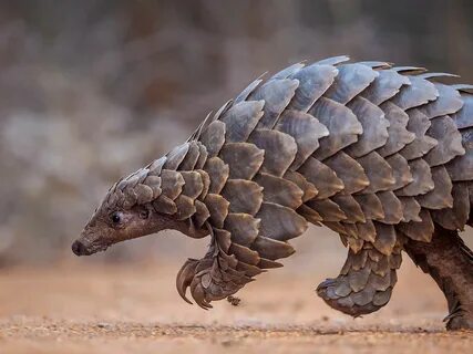 Pangolin © Neil Aldridge / naturepl.com.