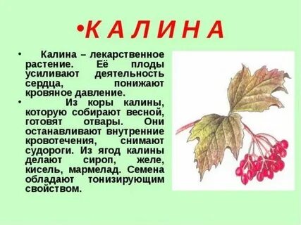 Калина 2 класс окружающий мир
