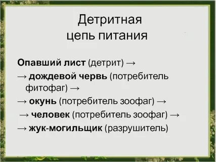 Детритная цепь