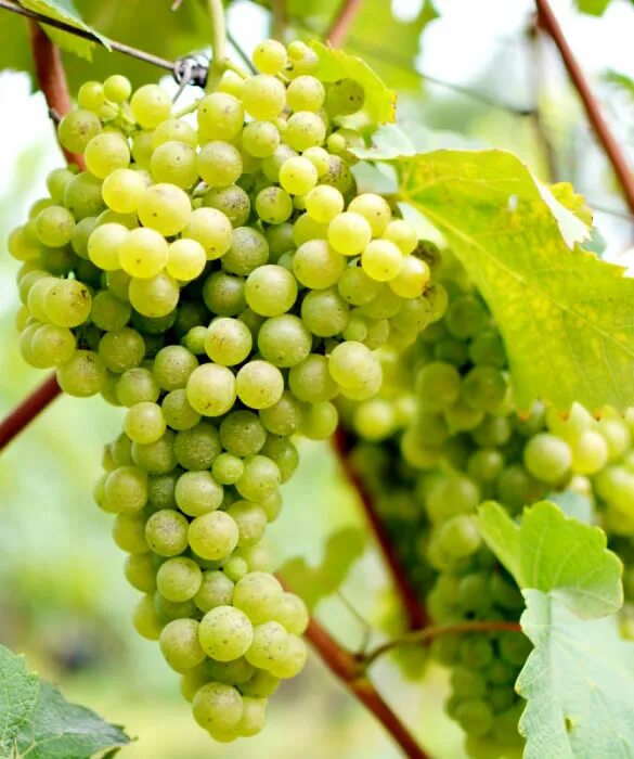мускат оттонель виноград. виноград шардоне совиньон. виноград шардоне совиньон. белый виноград шардоне. шардоне виноград белый.