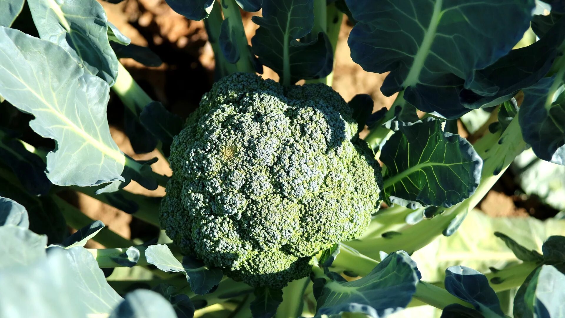 Брокколи романеско. Семена брокколи Broccoli. Брокколи брюссельская капуста. Капуста брокколи куст.